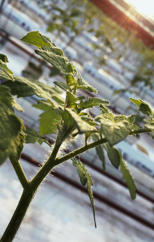 piccola pianta di pomodoro foto