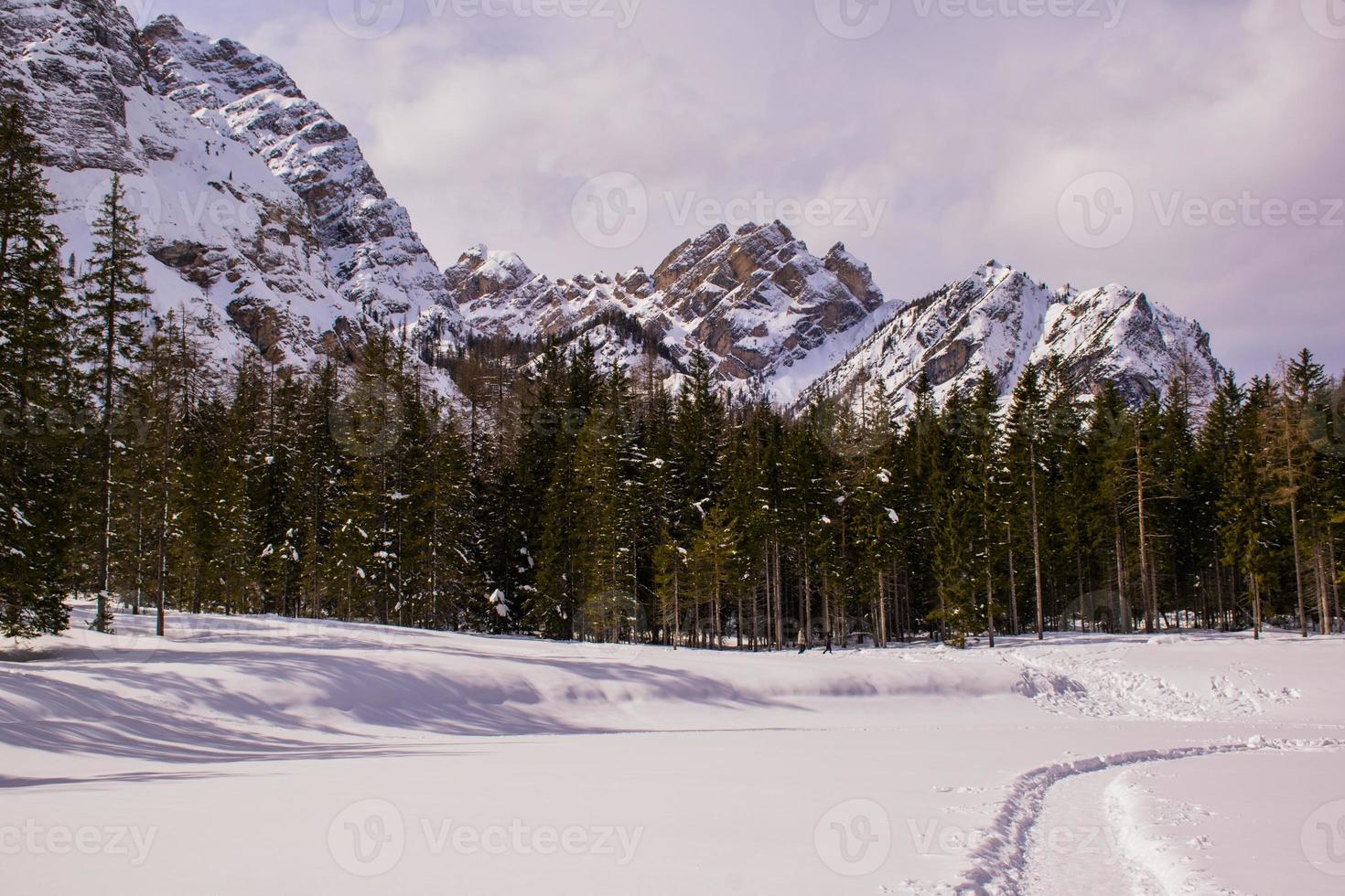 lago e pini nelle dolomiti foto