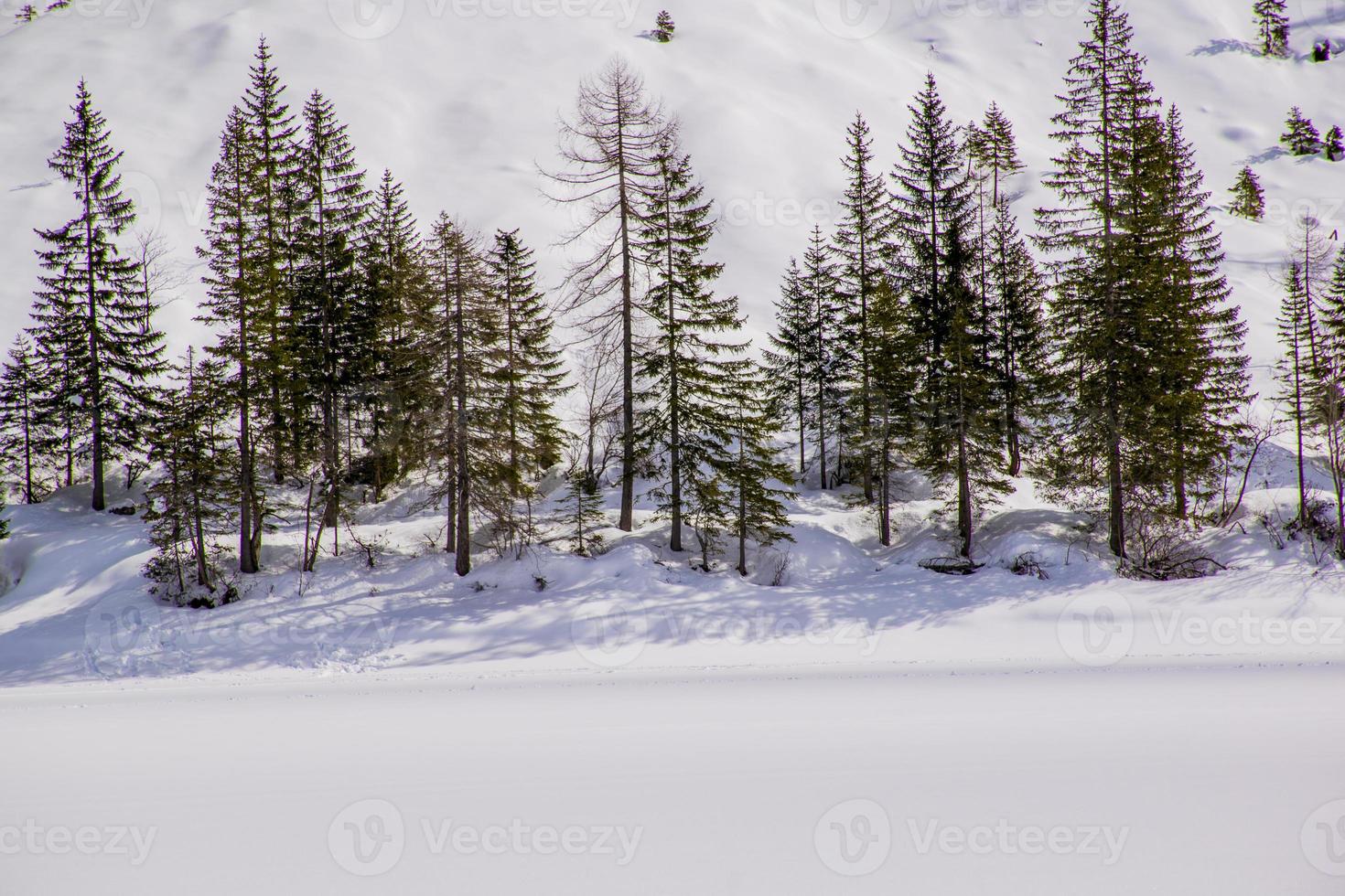 alberi di pino nella neve foto