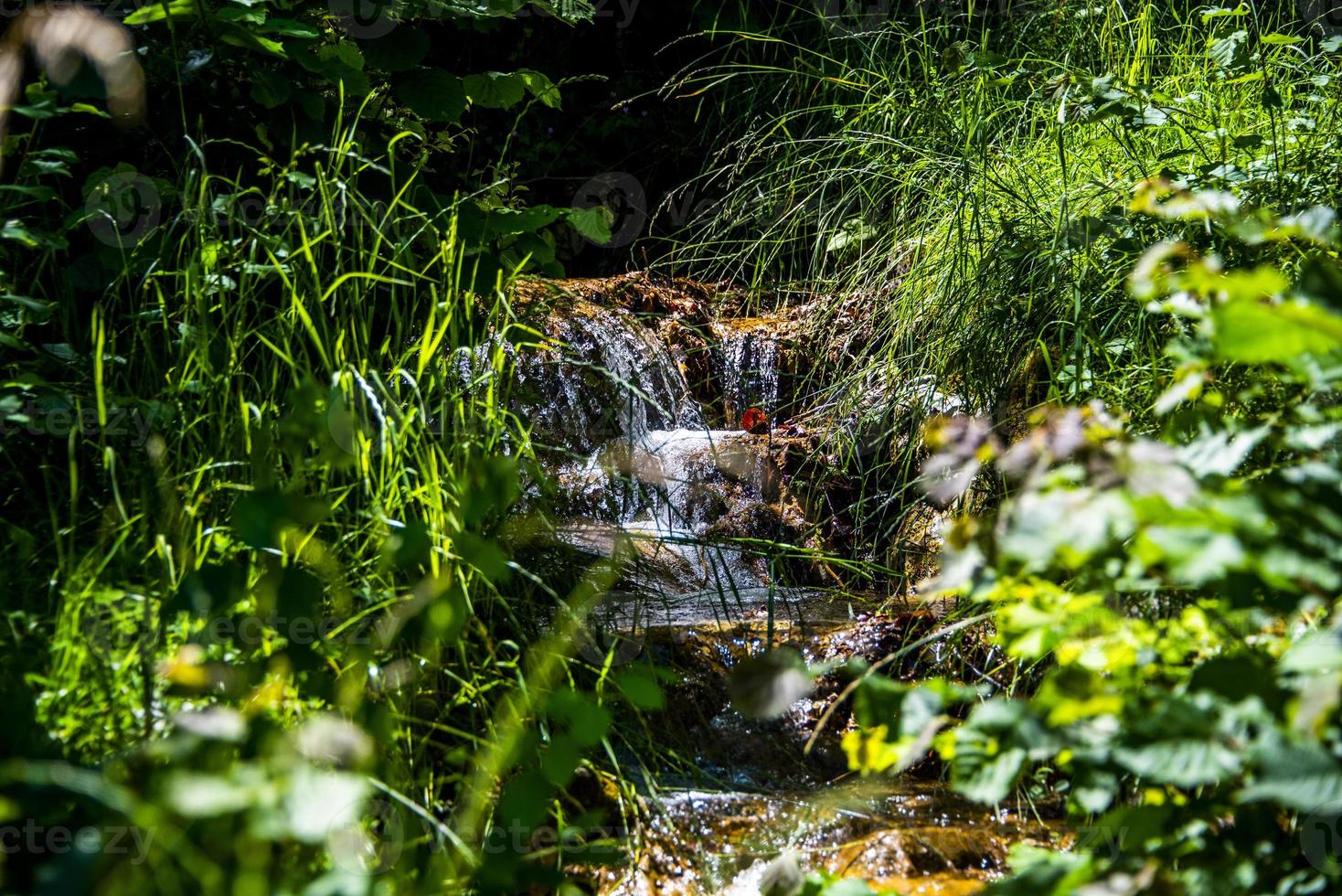 ruscello di montagna con erba foto