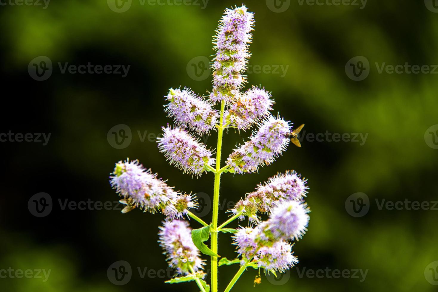 fiore di mentha longifolia foto