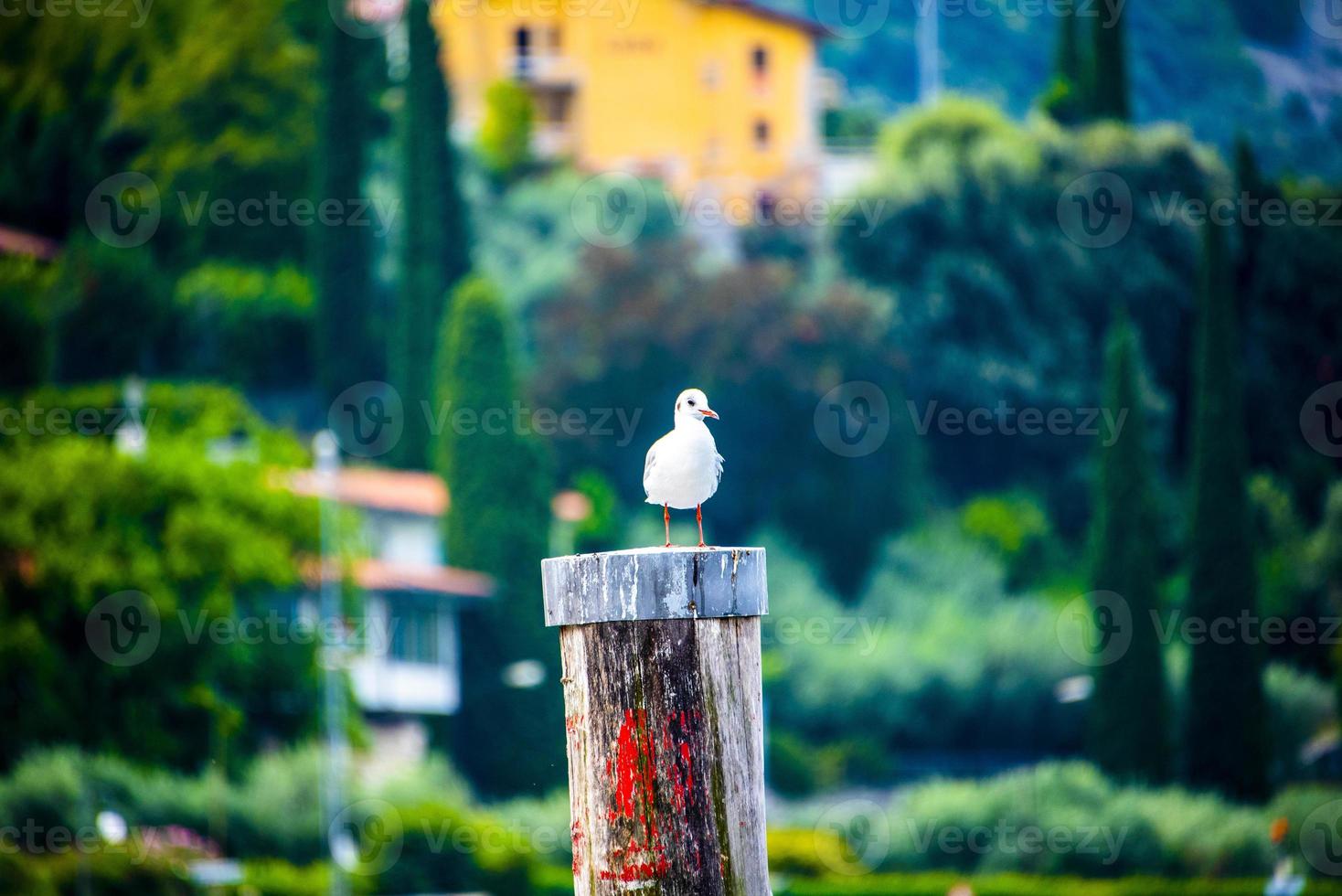 Seagull su un posto di ormeggio in legno del lago di garda a riva del garda, trento, italia foto
