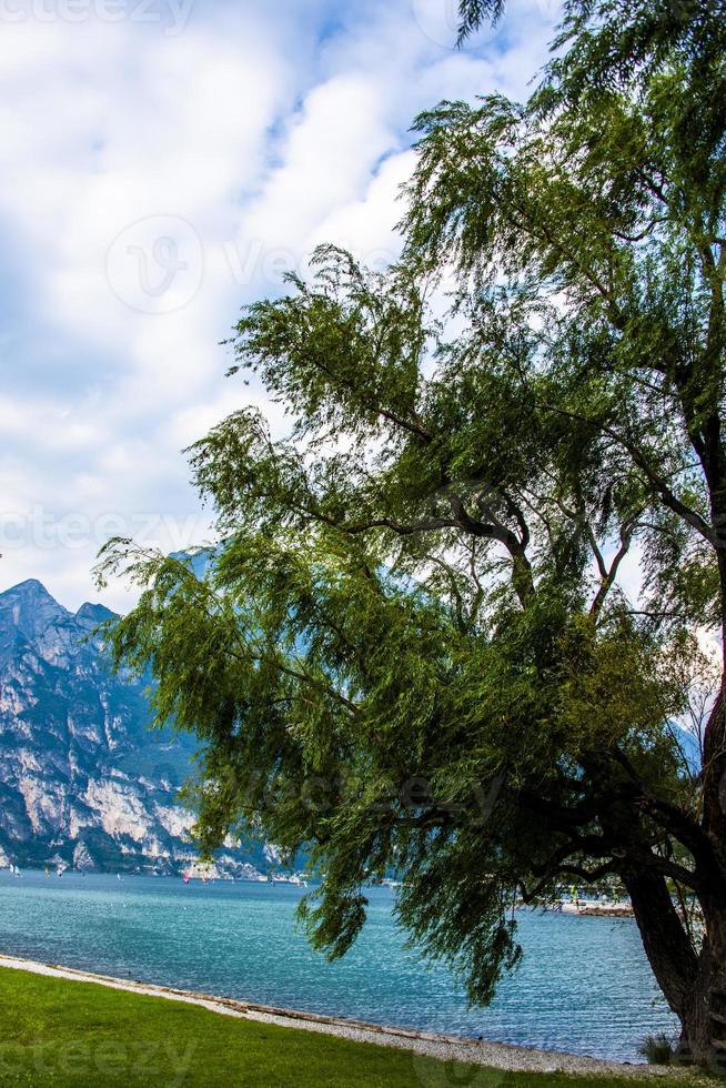 albero sul lago di garda foto