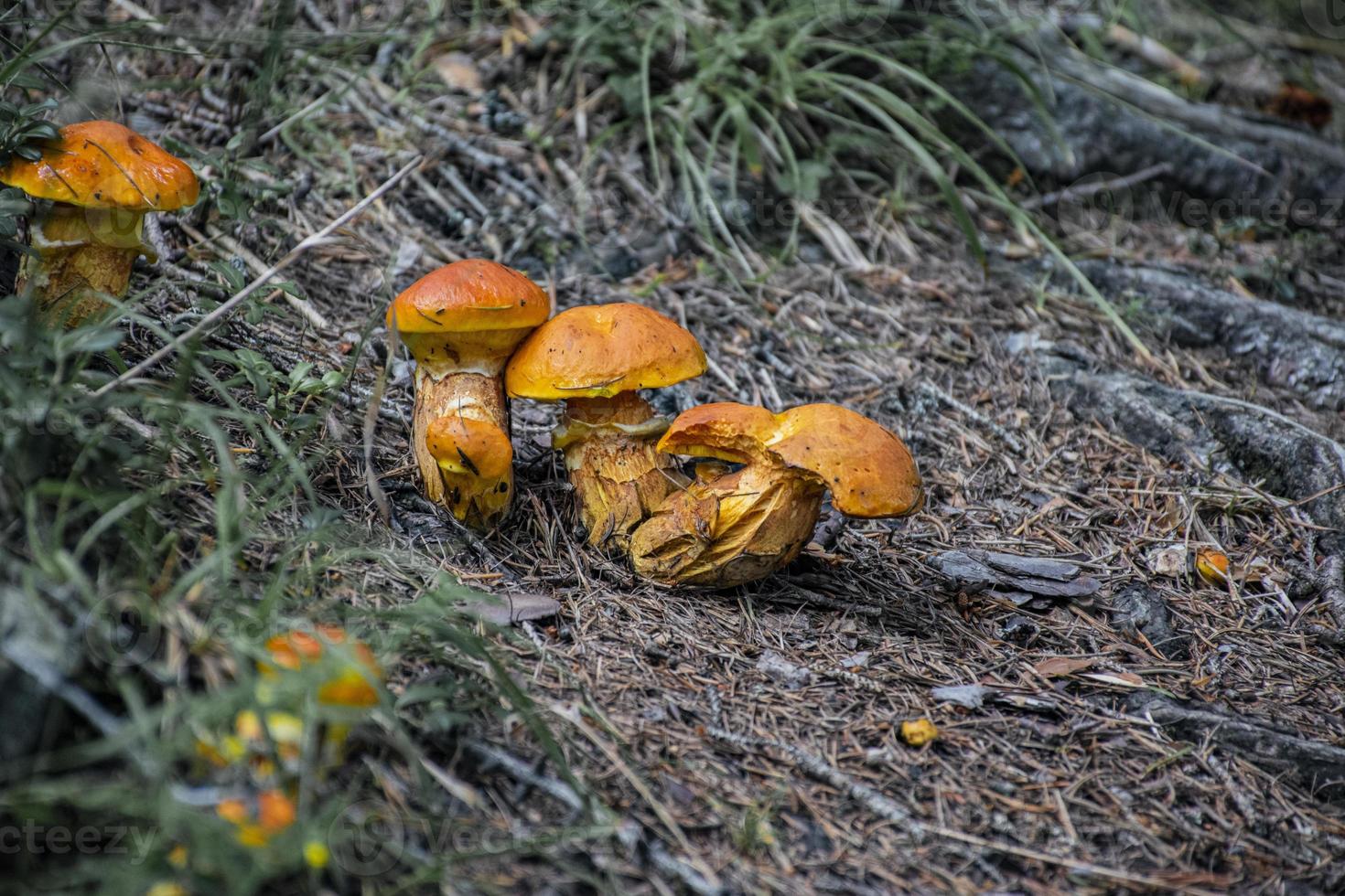 tre piccoli funghi tirolesi foto