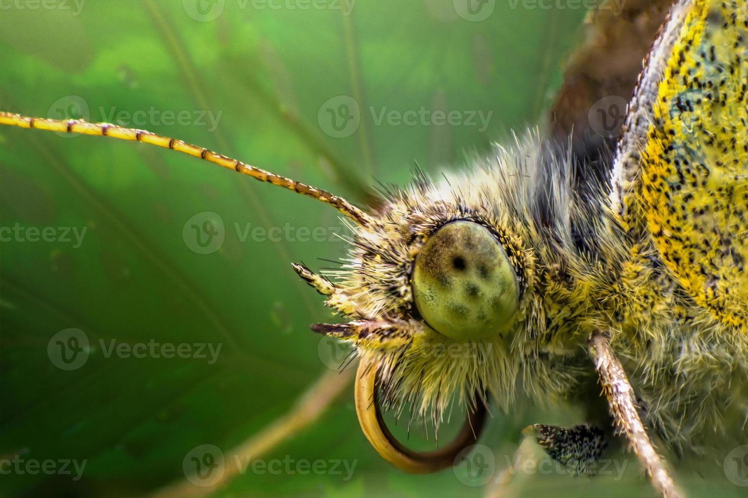 faccia della farfalla del grano saraceno o del primo piano della farfalla della citronella in foglia verde foto