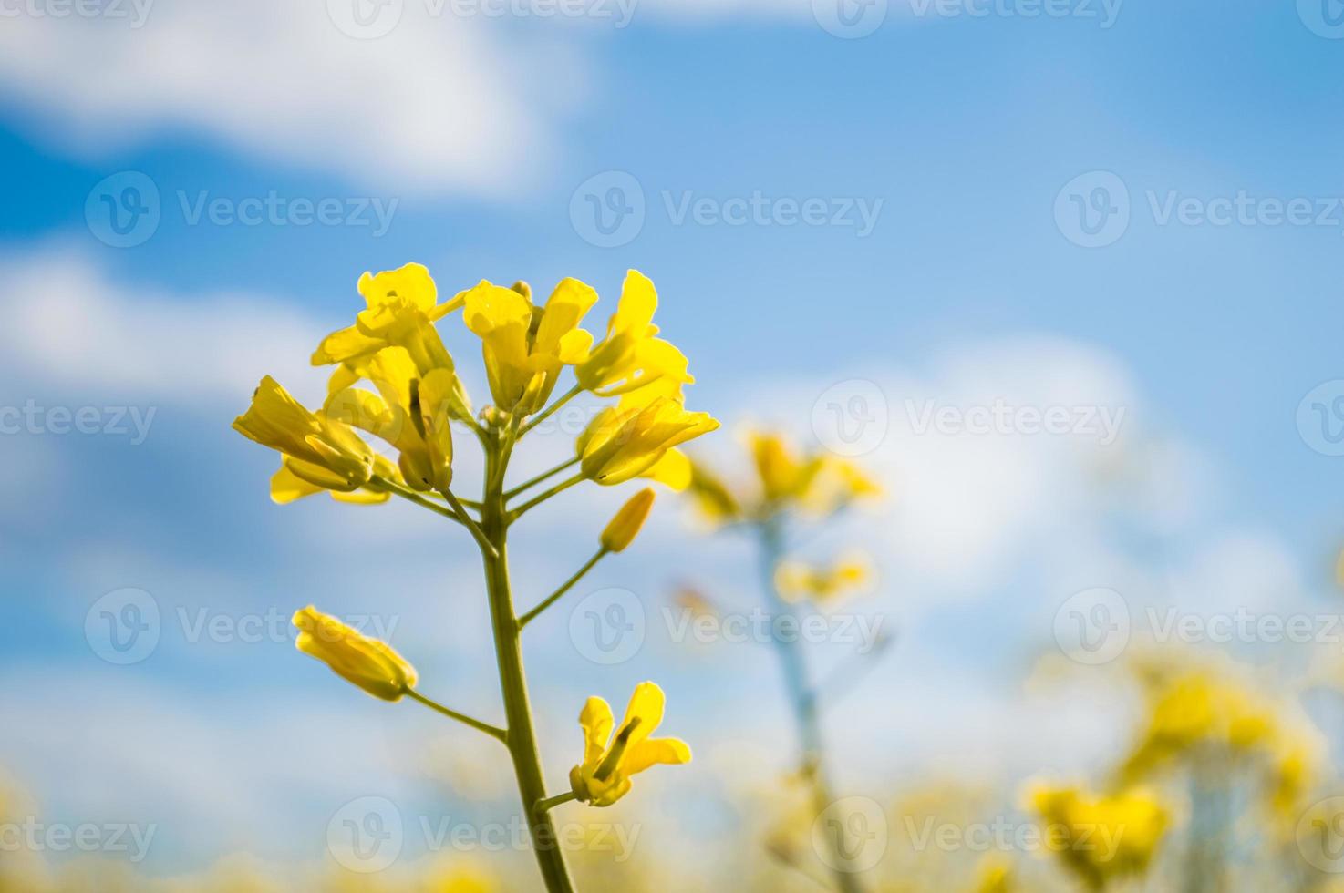 paesaggio di un campo di colza gialla o fiori di colza coltivati per la coltivazione di olio di colza campo di fiori gialli con cielo azzurro e nuvole bianche foto