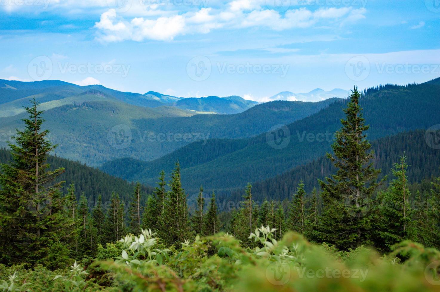 panorama delle montagne carpatiche di verdi colline in montagna estiva foto