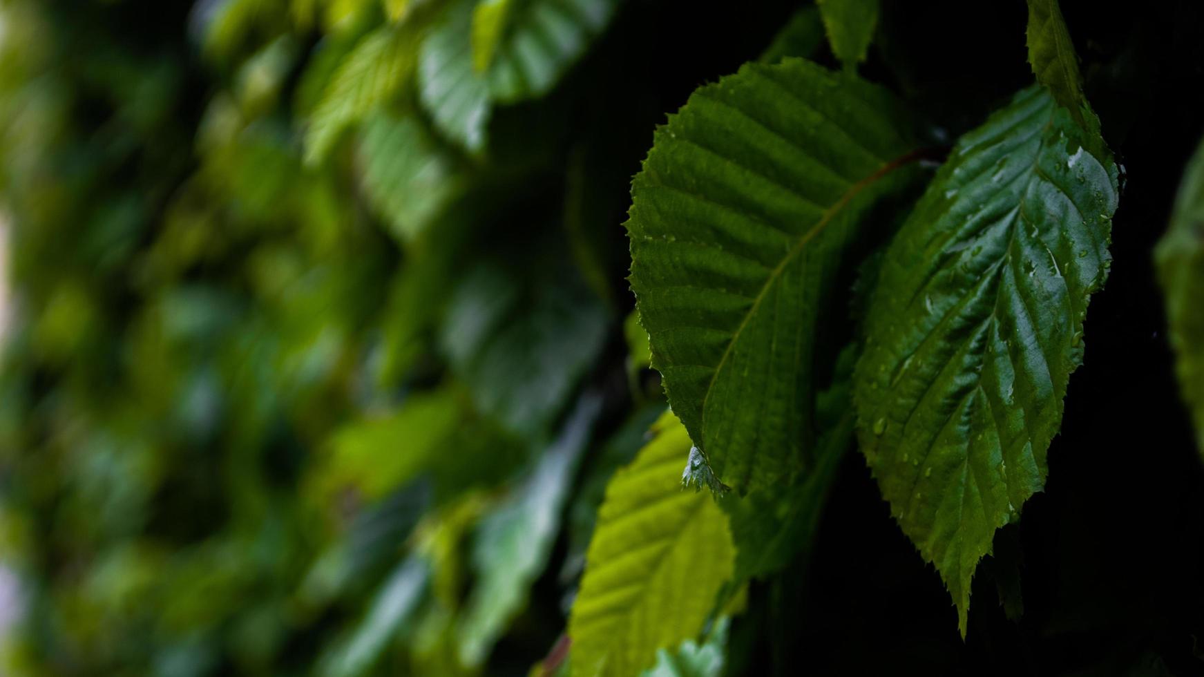 sfondo da foglie verdi full frame shot di piante foto