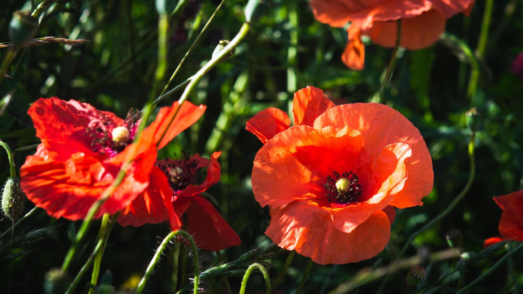 germoglio aperto del fiore del papavero rosso nel campo foto