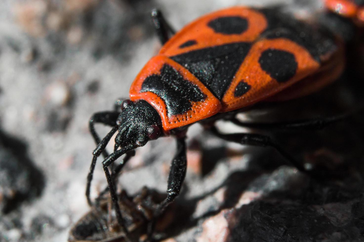 coleottero soldato o firebug in macro con sfondo sfocato foto