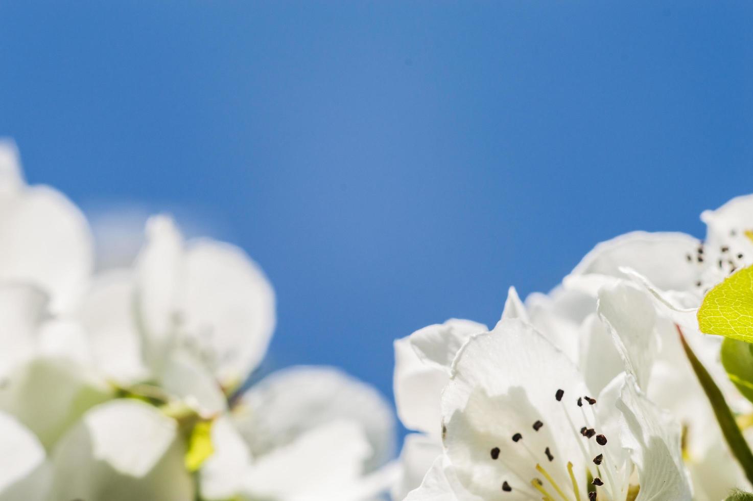 fiori di mela con petali bianchi in macro foto