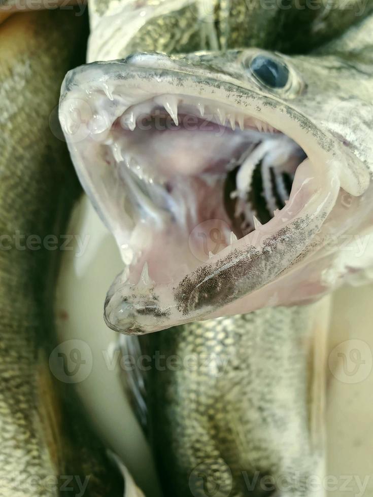 una chiusura di un lucioperca che mostra i suoi denti foto