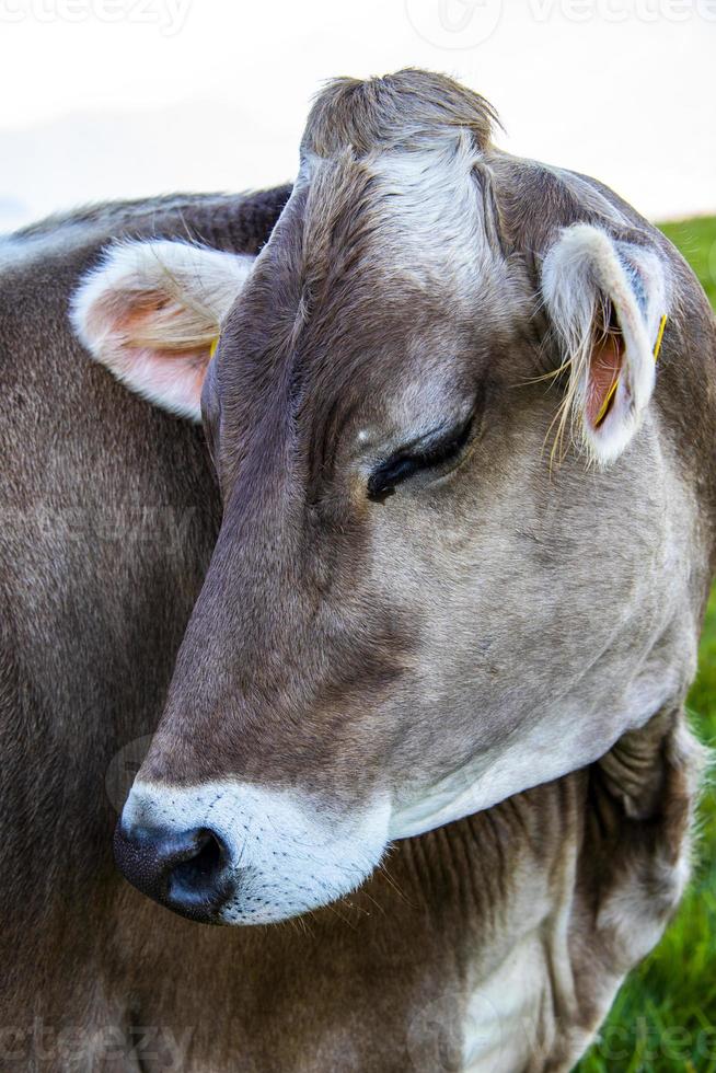 Close-up di una mucca sul monte altissimo vicino al lago di garda, trento, italia foto