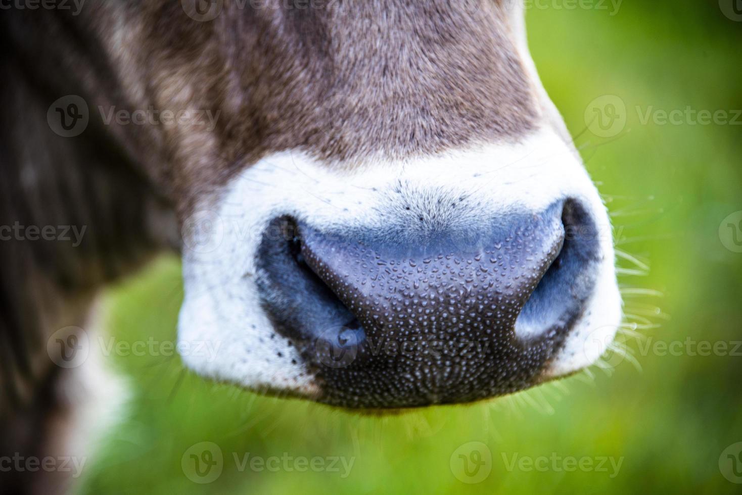 Close-up di una mucca sul monte altissimo vicino al lago di garda, trento, italia foto