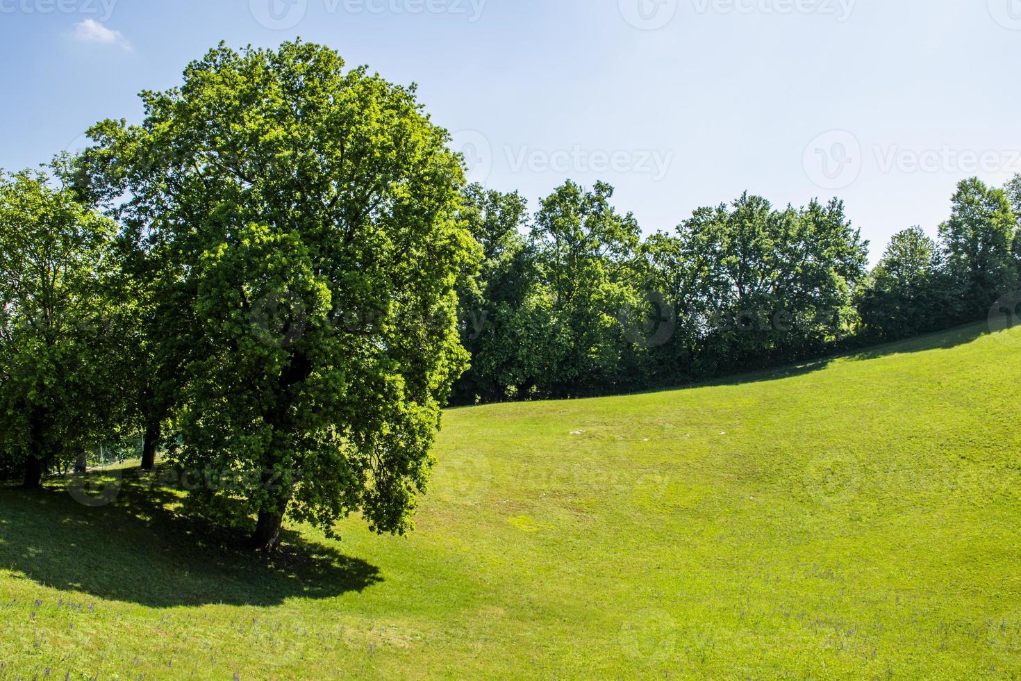 prato verde con alberi foto