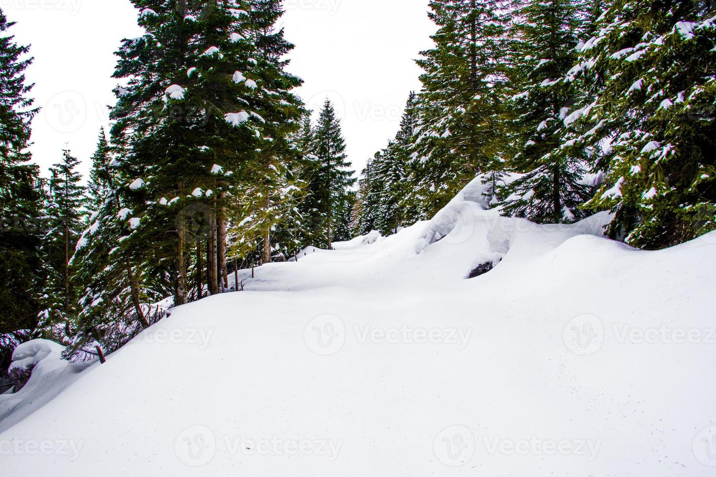 pini e neve vicino alla cima larici sull'altopiano di asiago, vicenza, italia foto