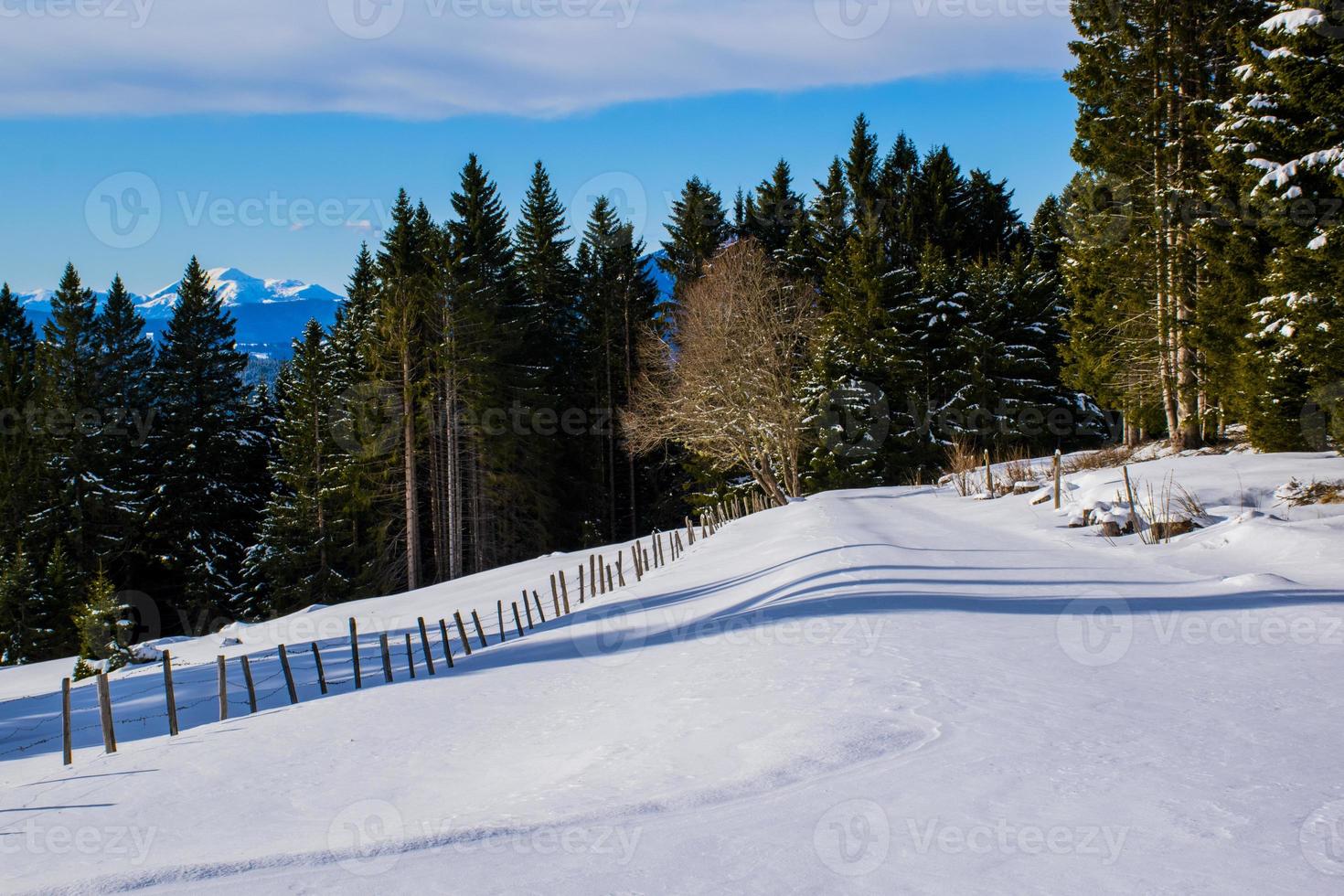 Pineta con cime innevate sullo sfondo di Asiago, Italia foto