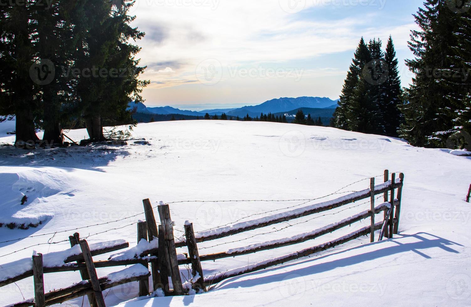 pini e neve foto