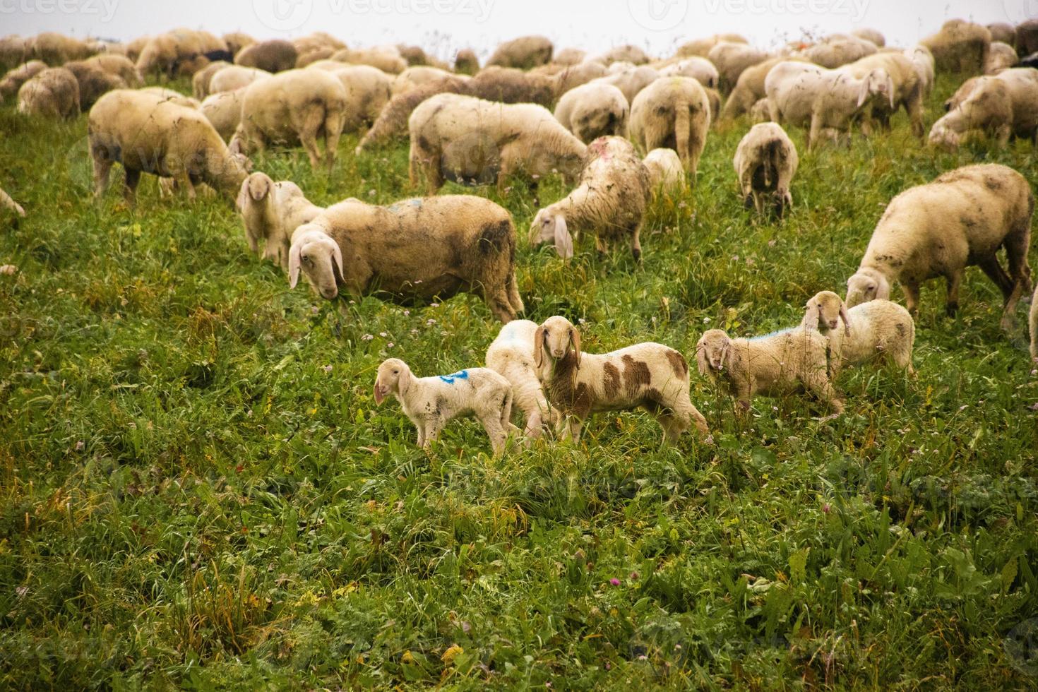 Pecore al pascolo sull'altopiano di asiago vicino a vicenza, italia foto