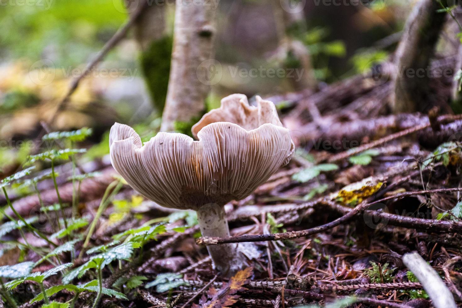 fungo autunnale su un tappeto di sottobosco foto