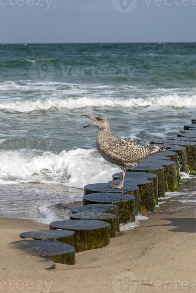 gabbiano reale marrone sta urlando sulla spiaggia sabbiosa del mar baltico foto