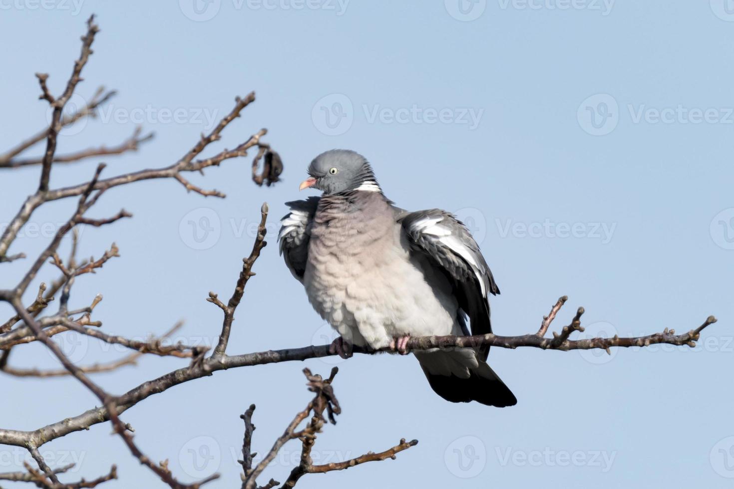 il colombaccio si siede su un ramo senza foglie e alza le ali foto
