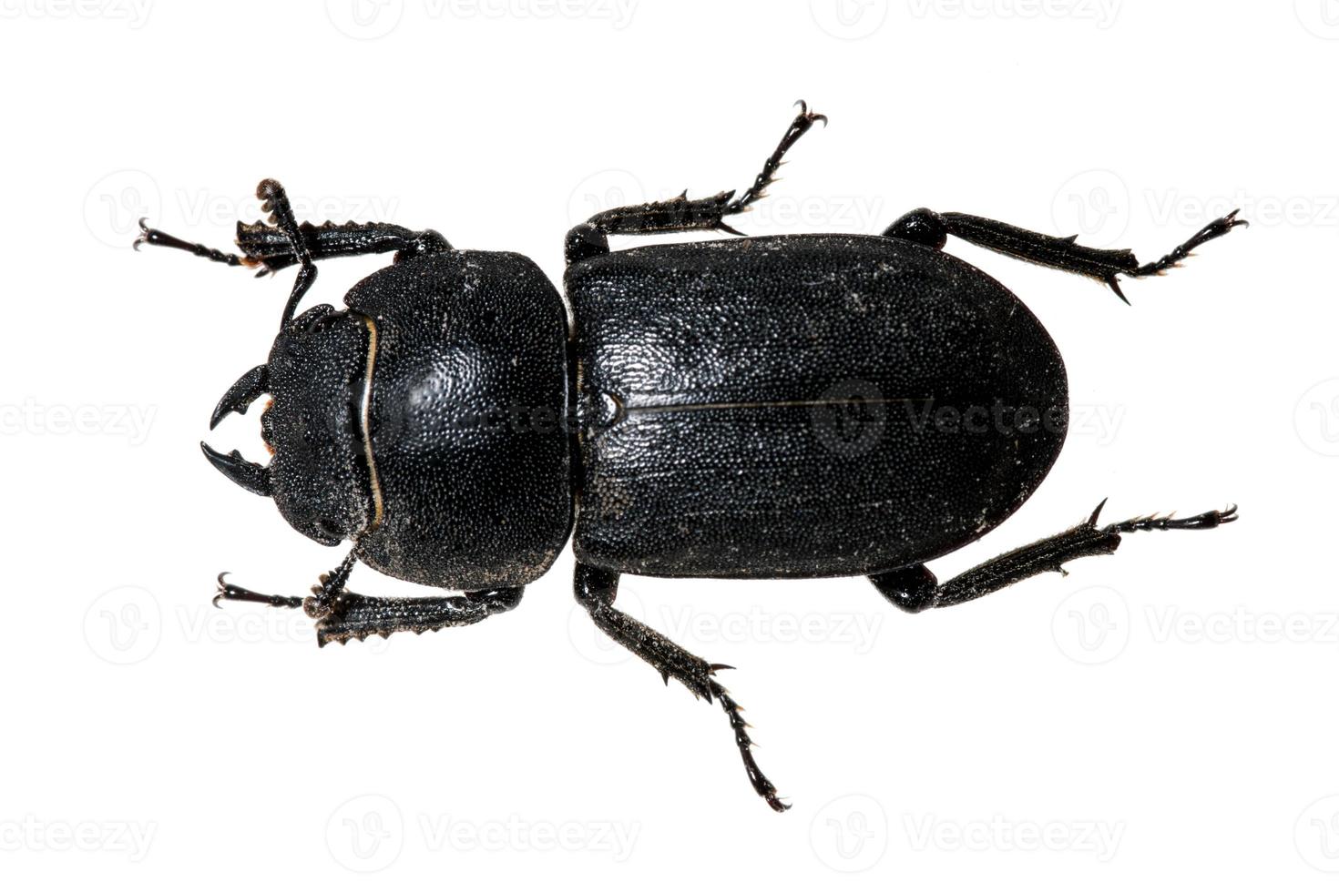 scarabeo di legno dell'Averla nera isolato su bianco foto