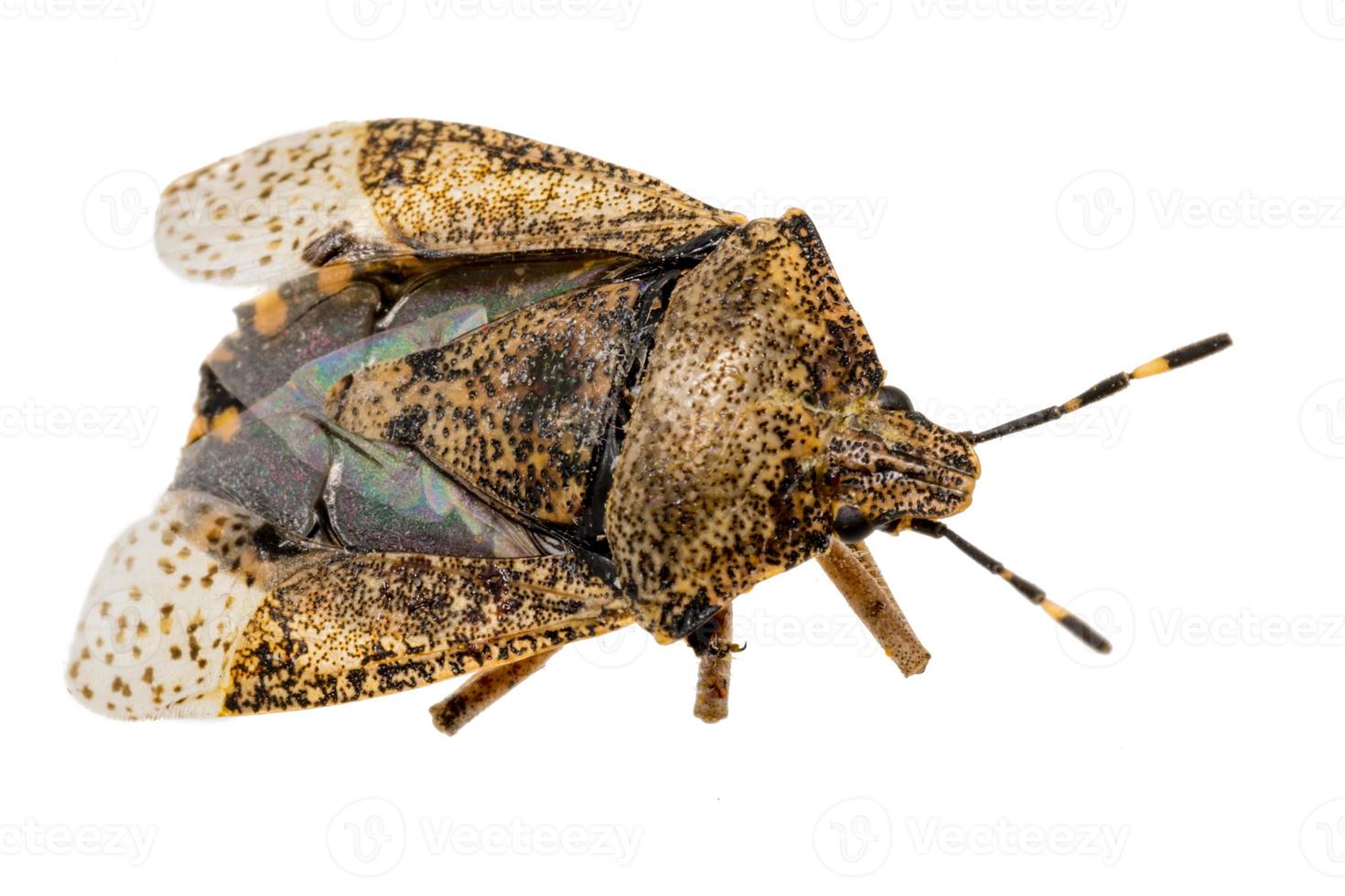 primo piano di uno scarafaggio bug marrone morto isolato foto