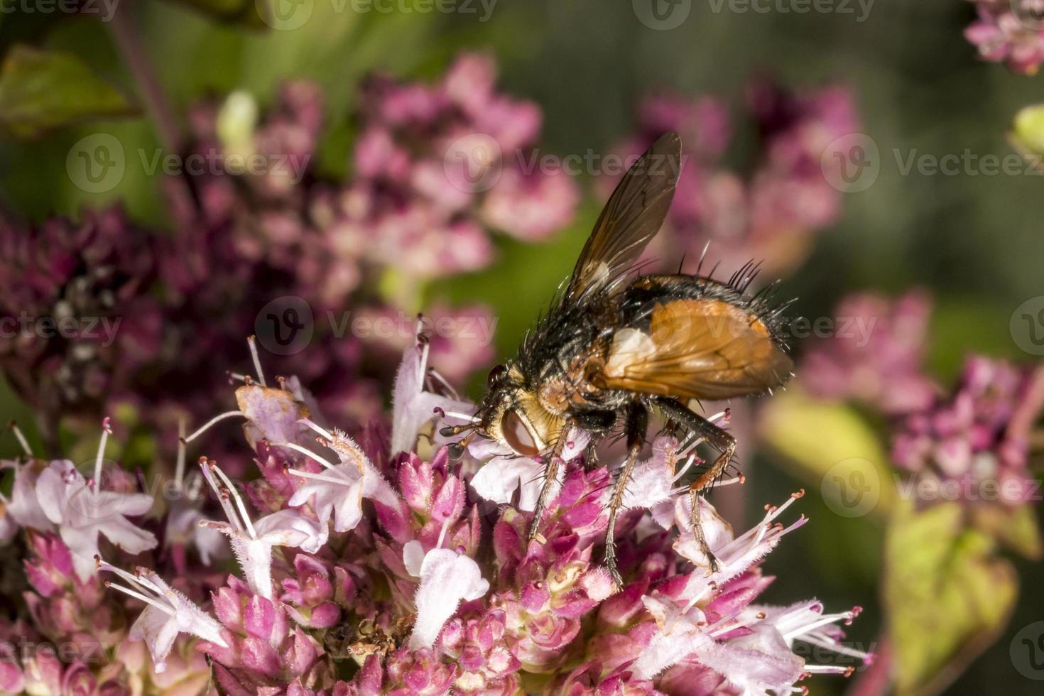 fly è seduto su un fiore di maggiorana rosa foto