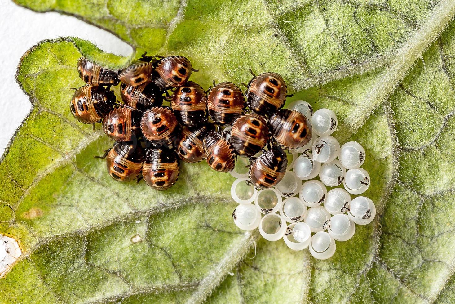 molte larve di coccinella scivolose su una foglia foto