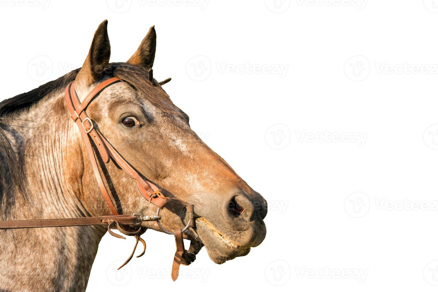 cavallo ritratto di un quarto di cavallo isolato su bianco foto