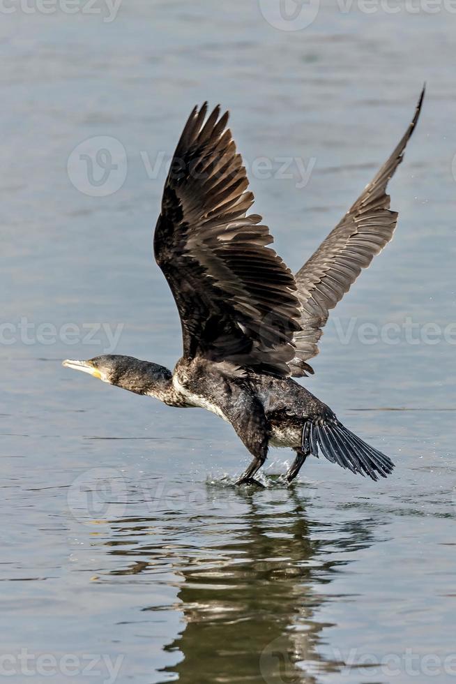 cormorano volante all'inizio su un fiume foto