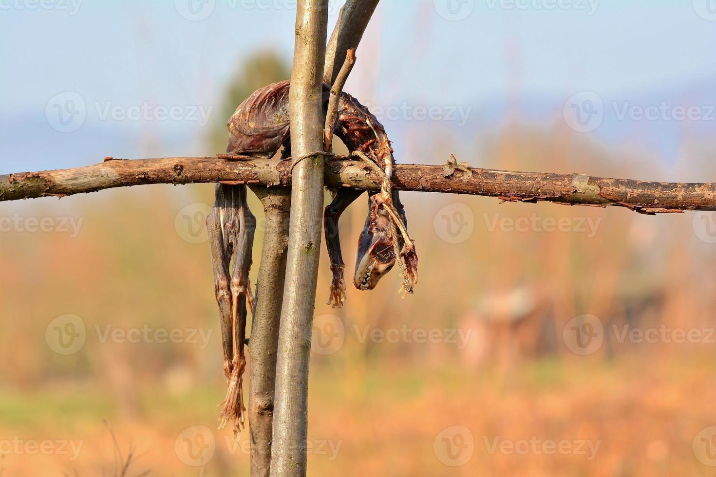 carcassa animale per l'alimentazione di rapaci selvatici foto