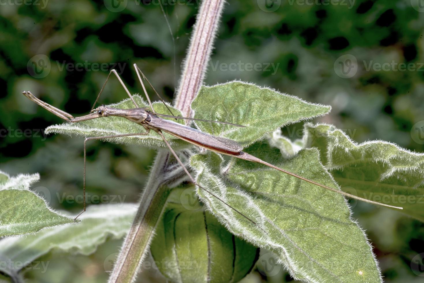 i fantasmi si restringono gli insetti acquatici pugnalano l'insetto ranatra linearis si siede su un arbusto foto