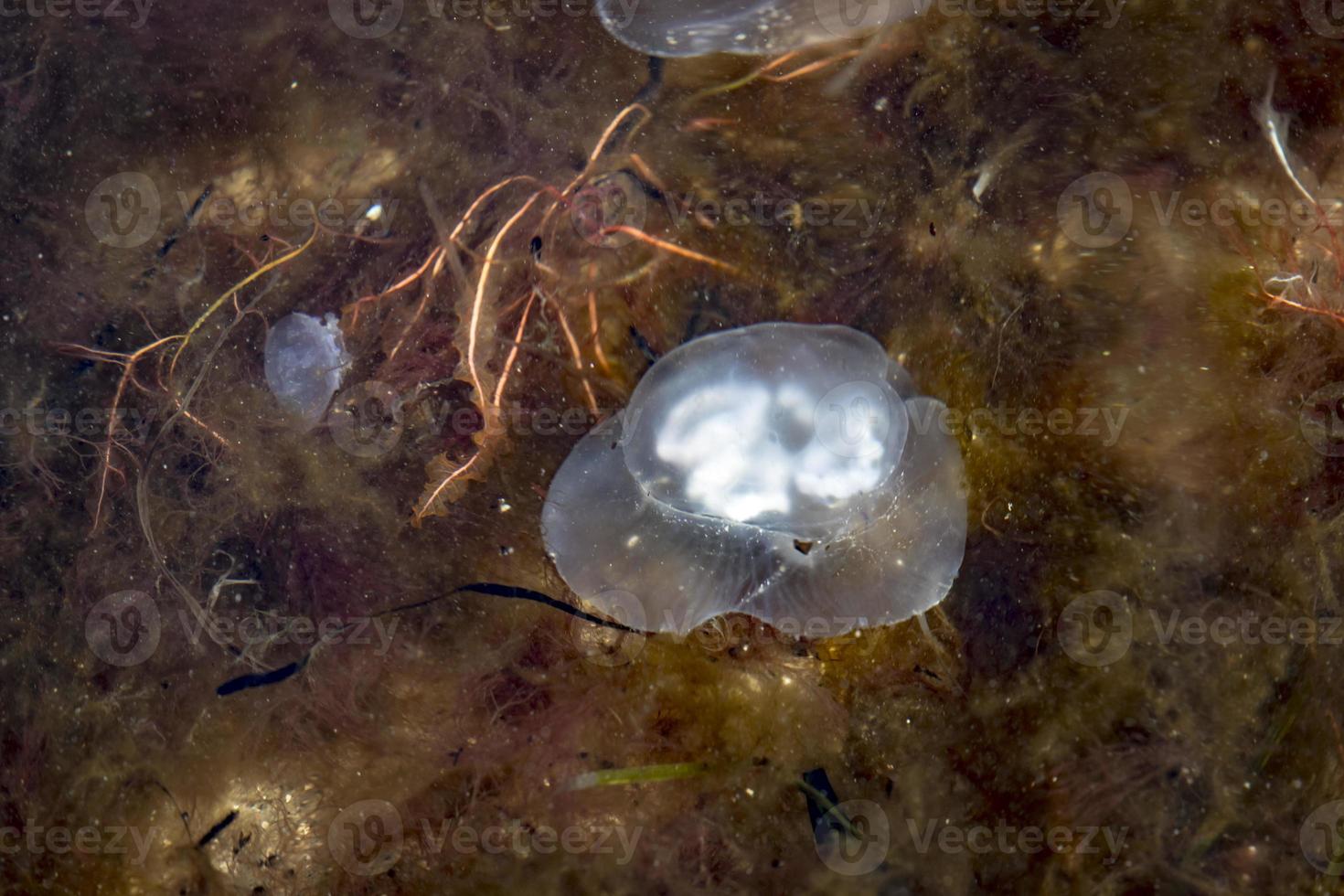 medusa si trova sulla spiaggia tedesca del mar baltico con le onde foto