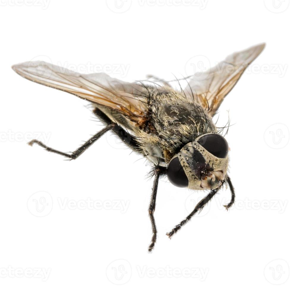 primo piano di una mosca morta con la testa contorta isolata on white foto