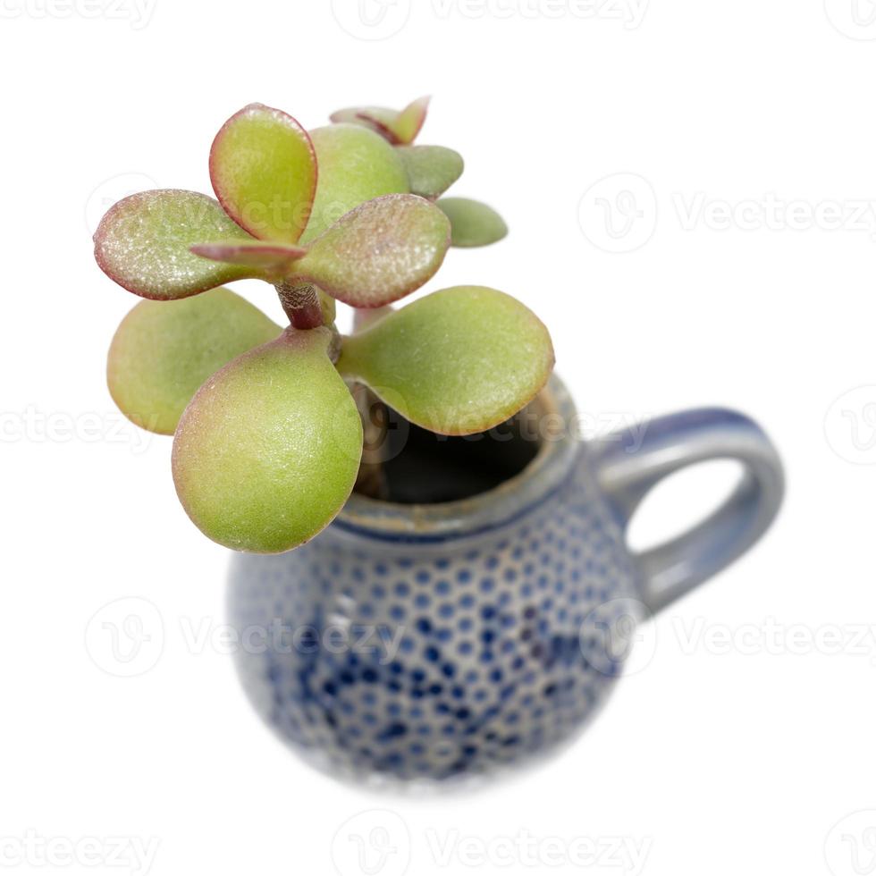 piccola pianta con foglie spesse cresce da una brocca blu di oggetti in pietra foto
