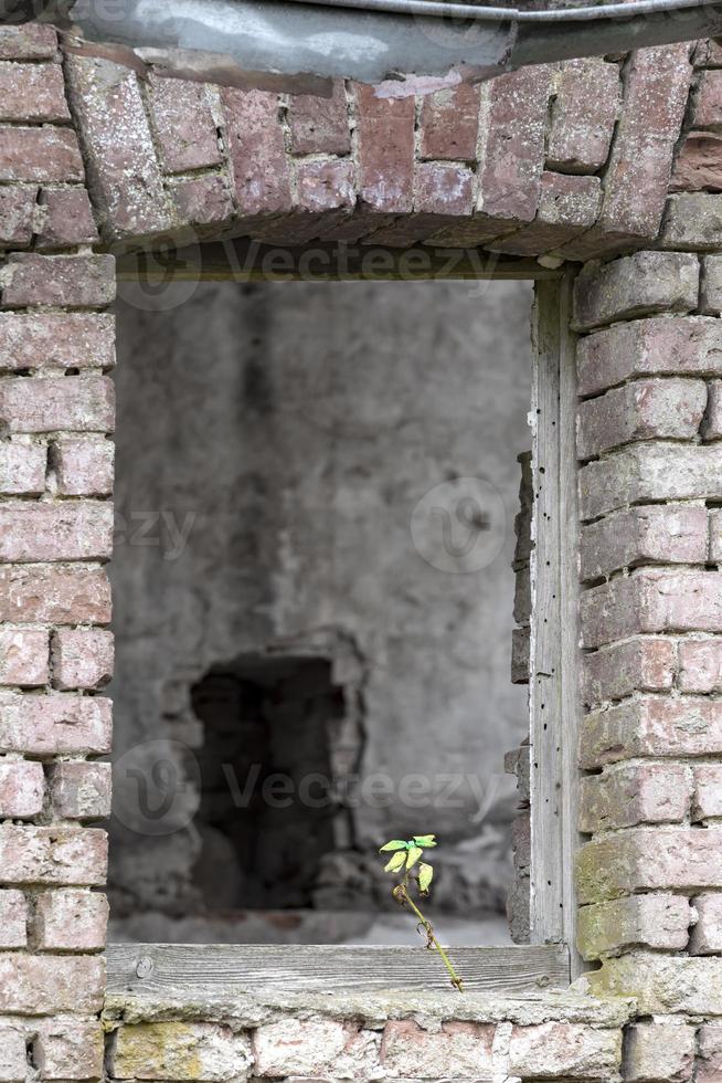 finestra che si apre in un rudere con una pianta verde foto