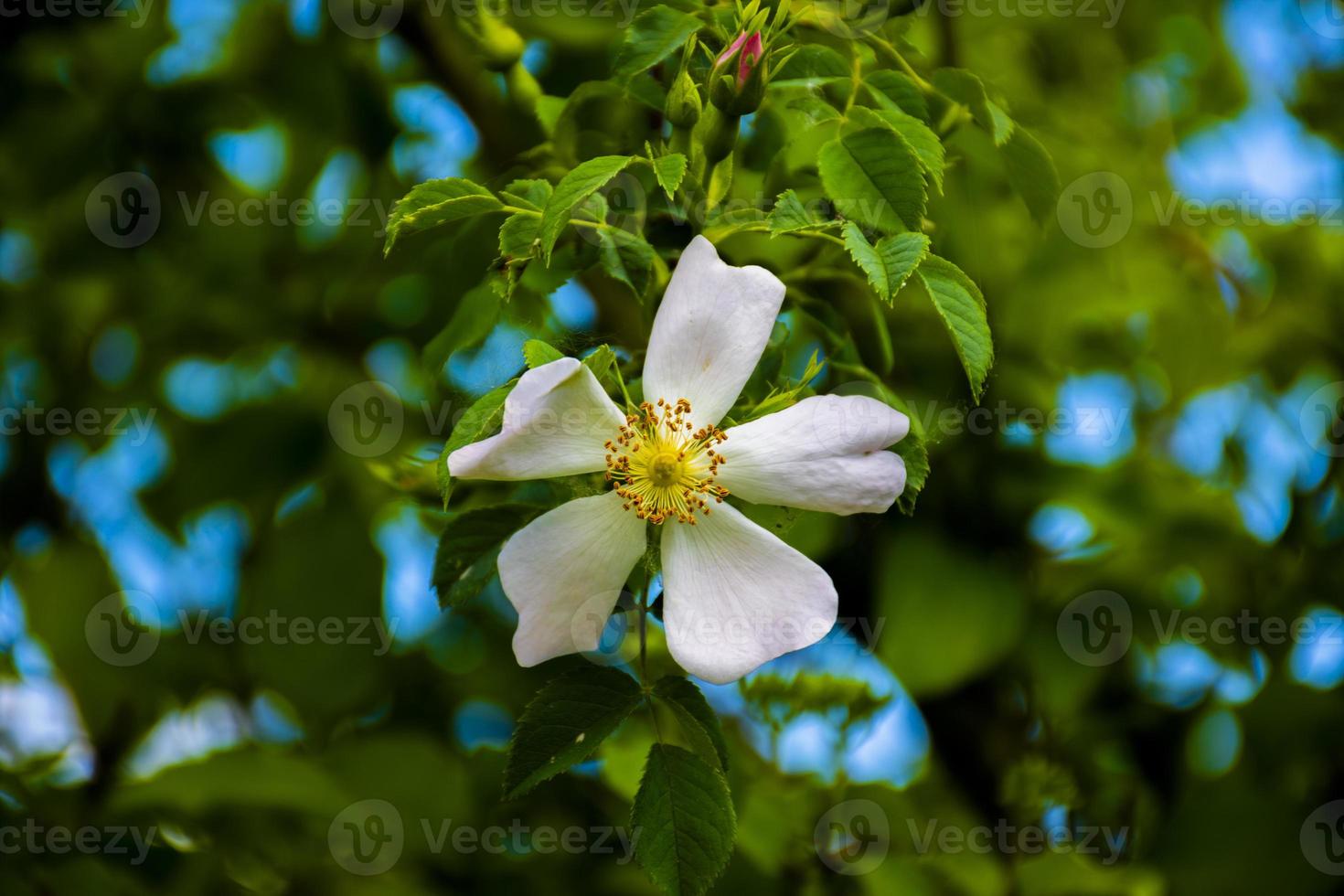 rosa canina bianca foto