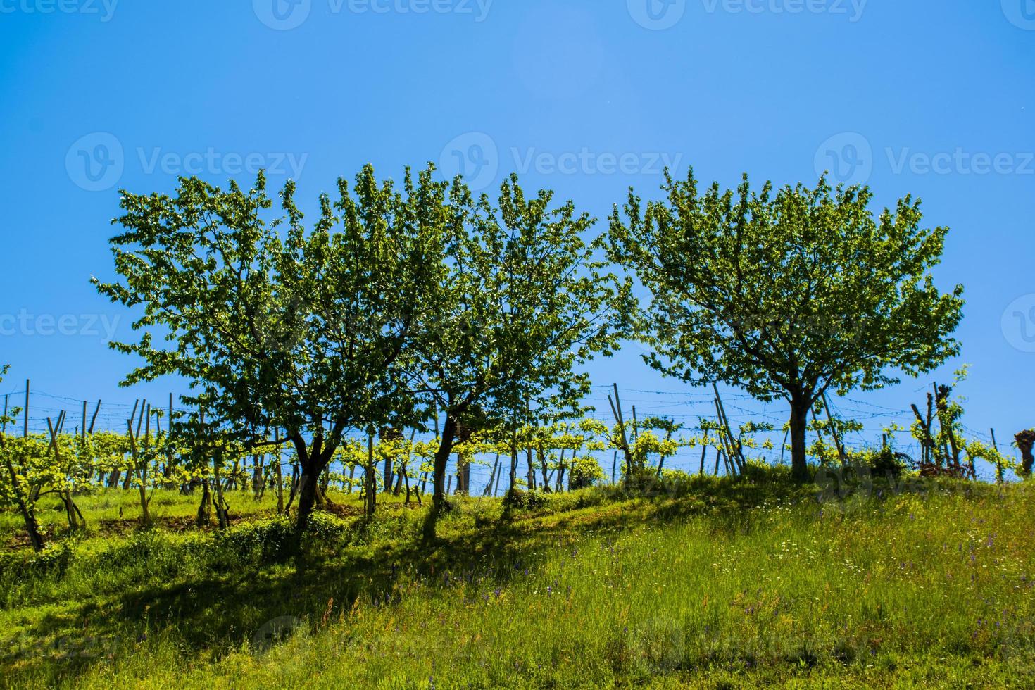 tre alberi di ciliegio foto