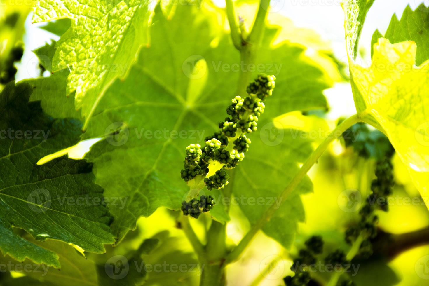 primo piano di un grappolo d'uva in primavera foto