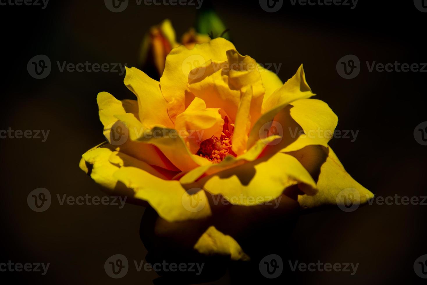 primo piano di una rosa gialla foto