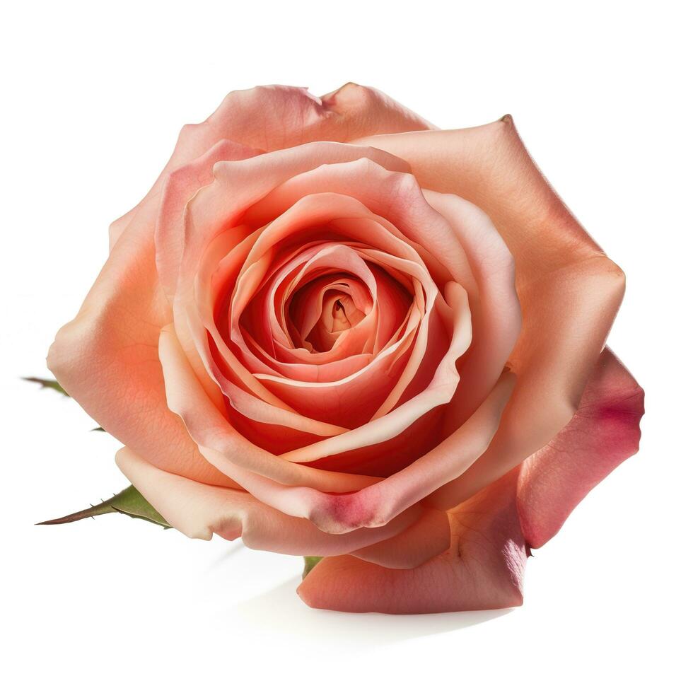 fresco bellissimo rosa isolato su bianca sfondo con ritaglio colpetto, creare ai foto