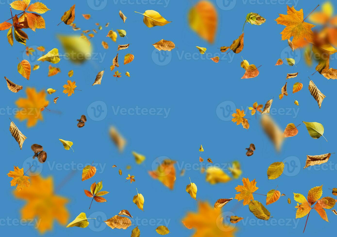 isolato autunno le foglie blu sfondo foto