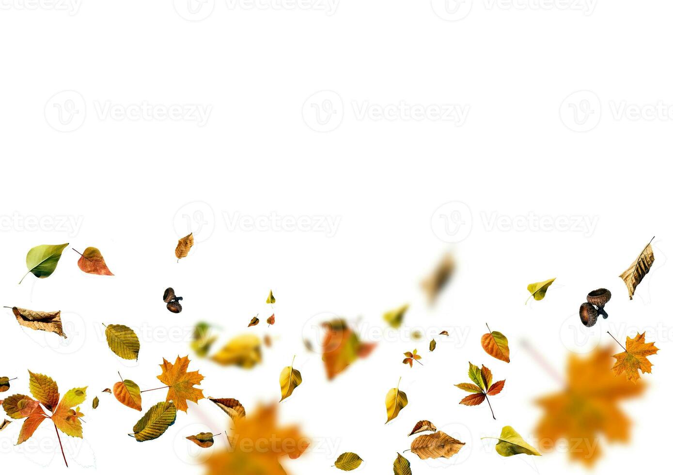 autunno acero foglia isolato su bianca sfondo foto