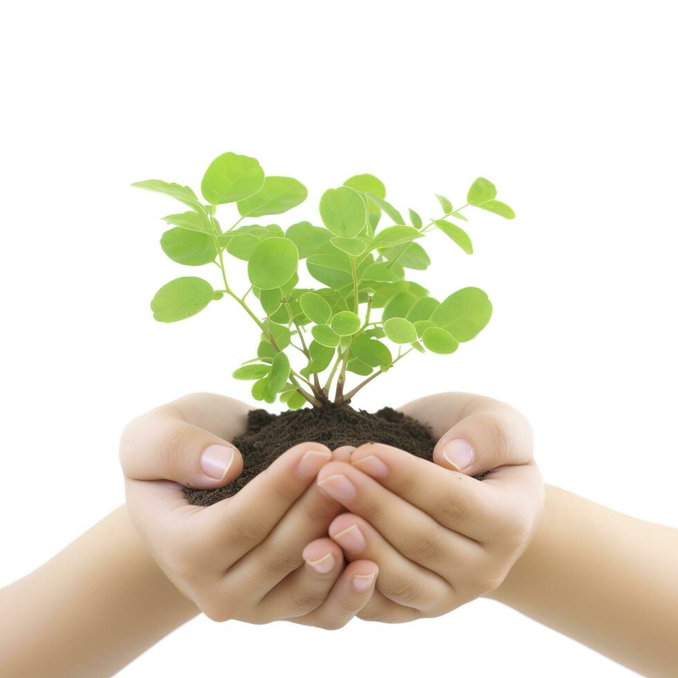 ambiente terra giorno nel il albero pianta nel donna mano isolato su bianca sfondo. foresta conservazione concetto, concetto eco terra giorno. Salvataggio il ambiente, ecologia concetto, creare ai foto