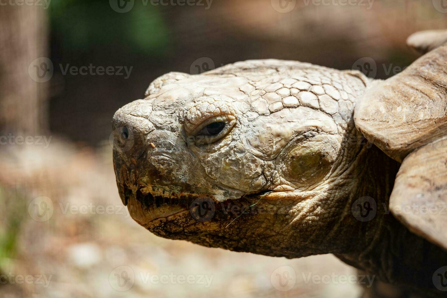 tartaruga. rettile e rettili. anfibio e anfibi. tropicale fauna. natura e zoologia. natura e animale fotografia. foto