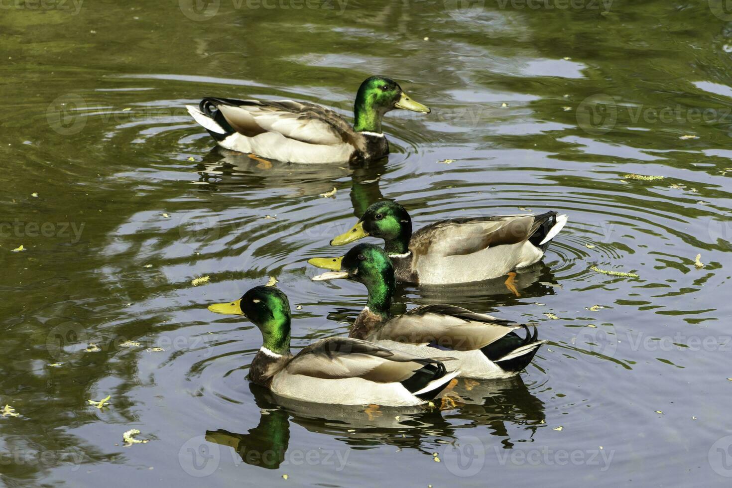 mallardo anatra nel un' piccolo fiume nel edward giardino parco, toronto. foto