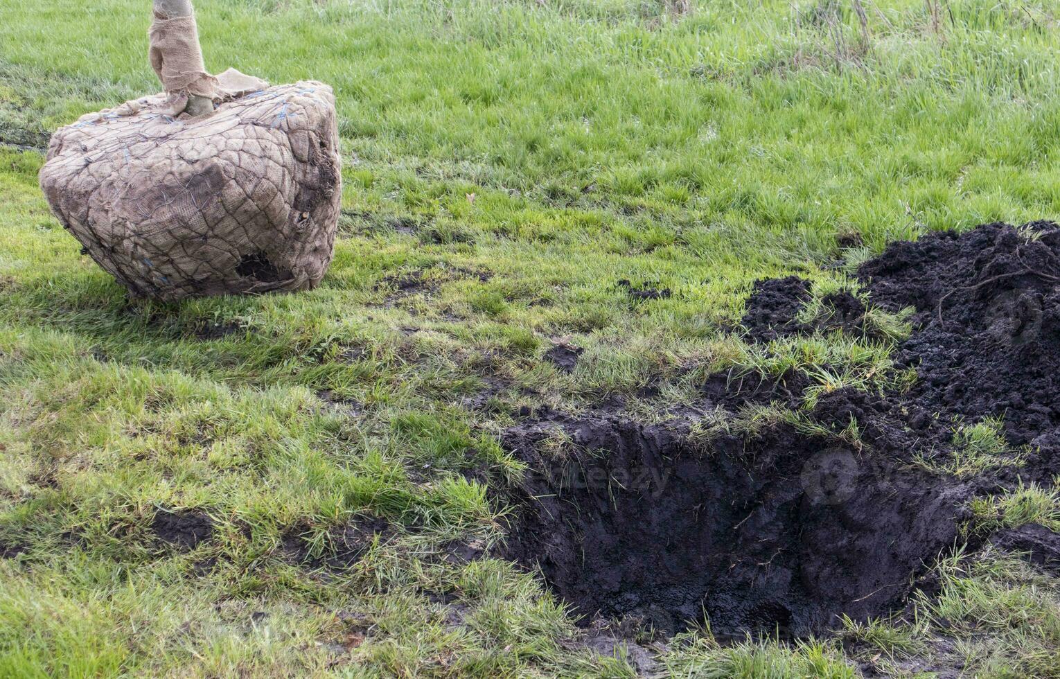 piantina pronto per piantare nel città parco, paesaggio concetto. giovane alberi nel urbano ambiente, verdura concetto. caldo tempo metereologico per piantare alberi avvicinamento. il concetto di rimboschimento. foto