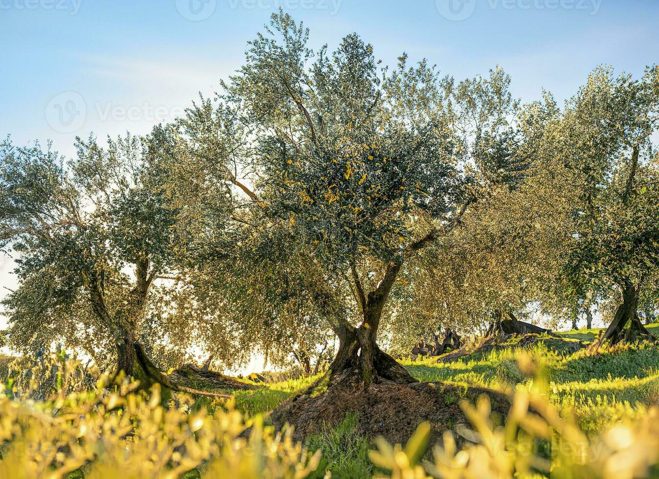 italiano progetti utilizzando oliva alberi per produrre oliva olio foto